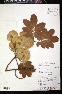 Pterocarpus rohrii image