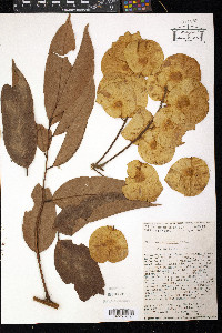 Pterocarpus rohrii image