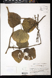 Pueraria phaseoloides image