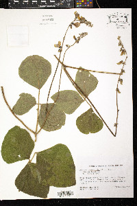 Pueraria phaseoloides image