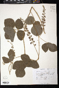 Rhynchosia latifolia image