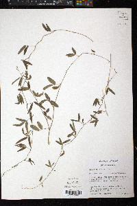 Rhynchosia senna var. texana image