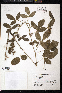 Rhynchosia tomentosa image