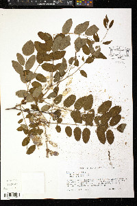 Robinia hispida image