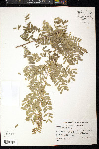 Poitea carinalis image