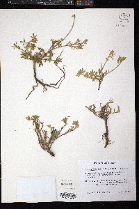 Stylosanthes hamata image