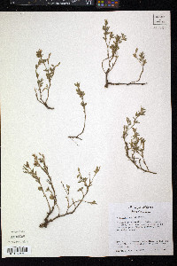 Stylosanthes viscosa image