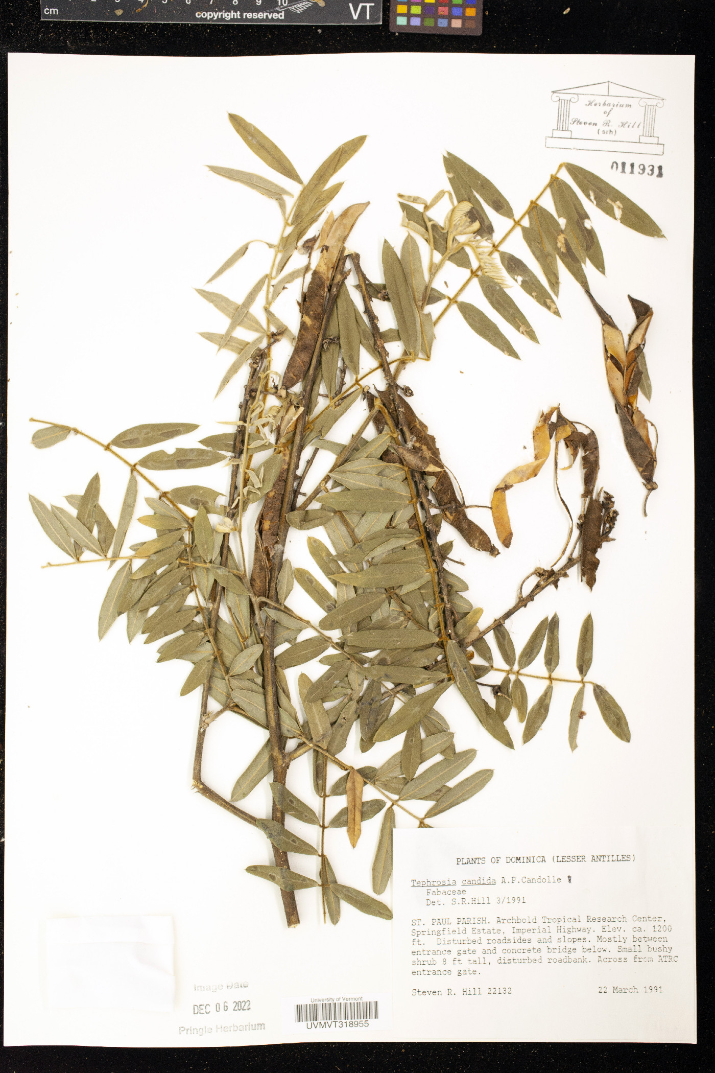 Tephrosia candida image