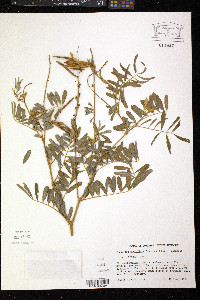 Tephrosia noctiflora image