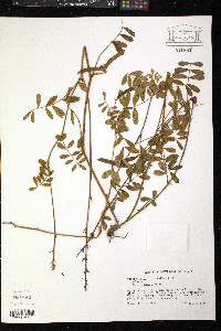 Tephrosia spicata image