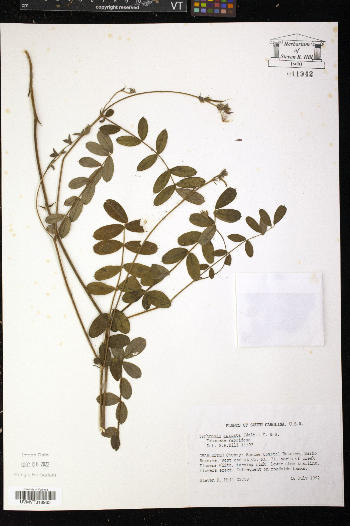 Tephrosia spicata image