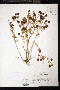 Trifolium aureum image