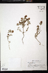 Trifolium aureum image