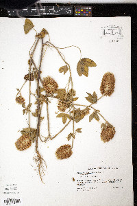 Trifolium vesiculosum image