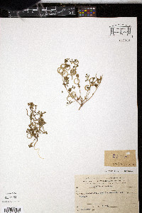 Image of Trigonella spinosa