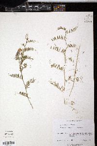 Vicia villosa subsp. varia image