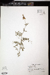 Vicia villosa subsp. varia image