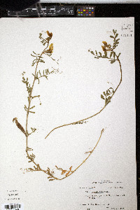 Vicia grandiflora image