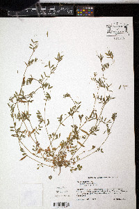 Vicia lathyroides image