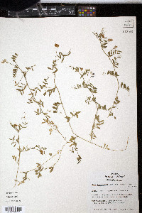 Vicia ludoviciana image