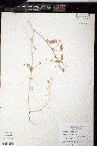 Vicia minutiflora image