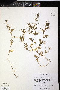 Vicia tetrasperma image