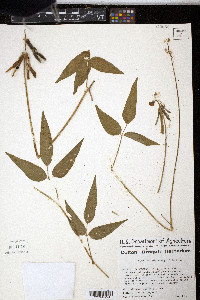 Vigna luteola image