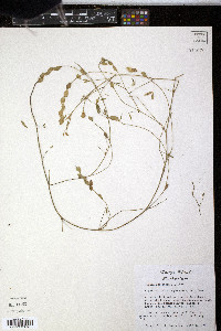 Zornia bracteata image