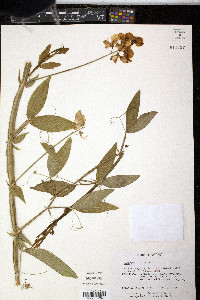 Lathyrus latifolius image