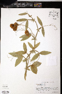 Lathyrus latifolius image