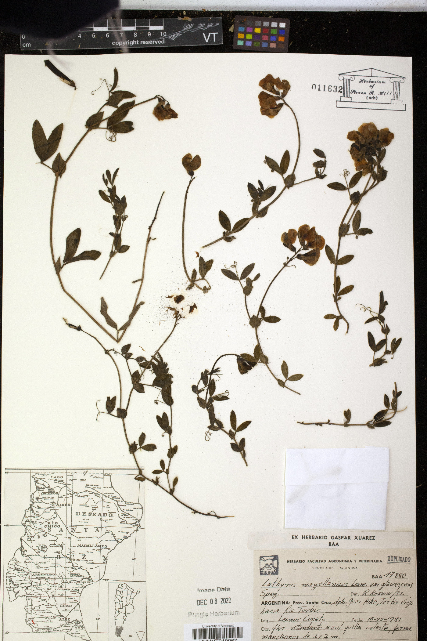 Lathyrus magellanicus var. glaucescens image