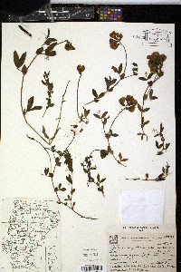 Lathyrus magellanicus image