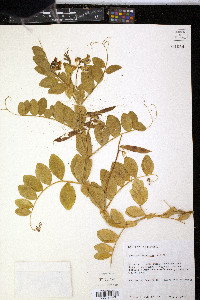 Lathyrus maritimus image