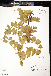 Lathyrus maritimus image