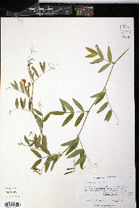 Lathyrus palustris image