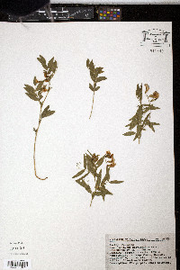 Lathyrus parvifolius image