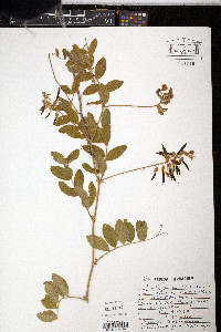 Lathyrus venosus image