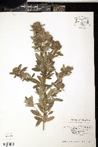 Lespedeza capitata image