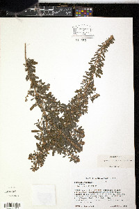 Lespedeza cuneata image