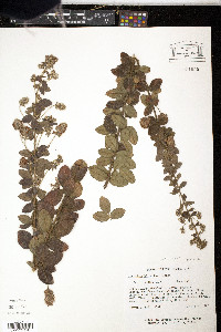 Lespedeza hirta image