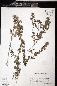 Lespedeza stuevei image