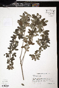 Lespedeza stuevei image