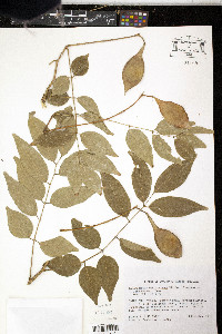 Lonchocarpus benthamianus image