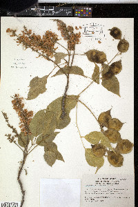 Lonchocarpus caudatus image