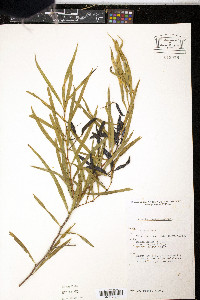 Acacia ancistrocarpa image