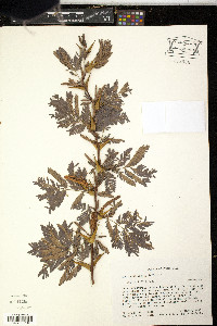 Acacia collinsii image