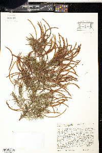 Acacia verticillata image