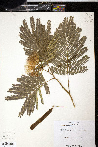 Albizia julibrissin image