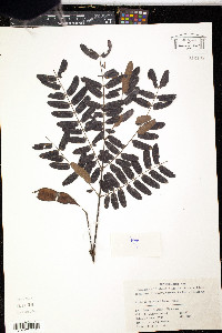 Albizia kalkora image