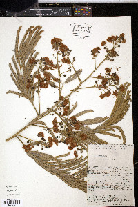 Albizia purpusii image